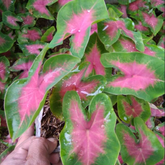 Tanaman Hias Keladi lipstik | Shopee Indonesia