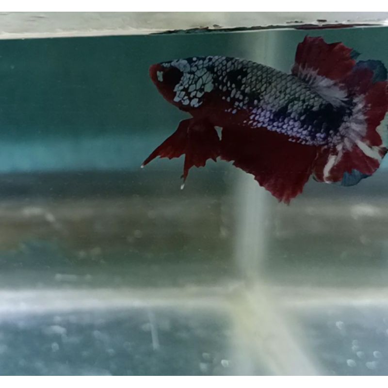Cupang/Betta Nemo Multicolour