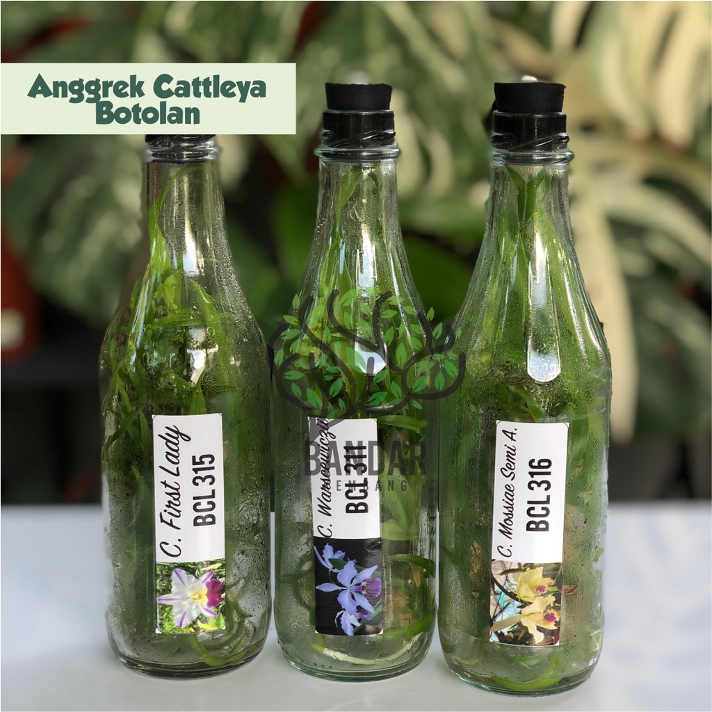 Bibit Anggrek Cattleya Dalam Botol Anggrek Botolan Murah Anggrek Cattleya Bunga Besar Wangi