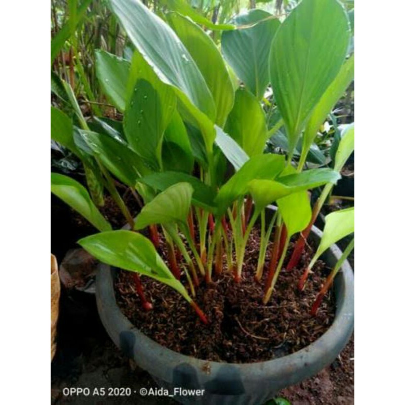 

Temu Kunci (Boesenbergia rotunda / Finger Root) Per 1 KG