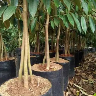 Bibit Durian Simas Kaki 3 Tinggi 1 meter
