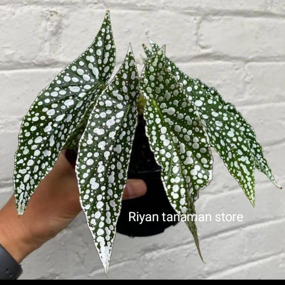 Panama New Produk Tanaman Hias Begonia White Ice - Begonia Polkadot Putih