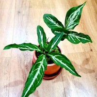 syngonium angustatum / syngonium little star