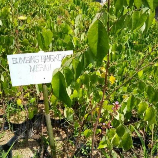 Bibit Belimbing Bangkok Merah