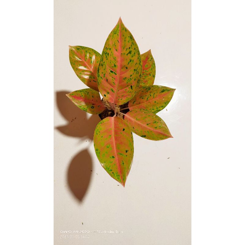 aglaonema big Roy mutasi