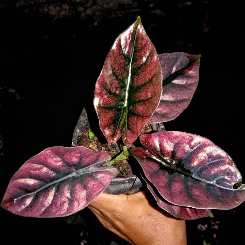 Alocasia infernalis red