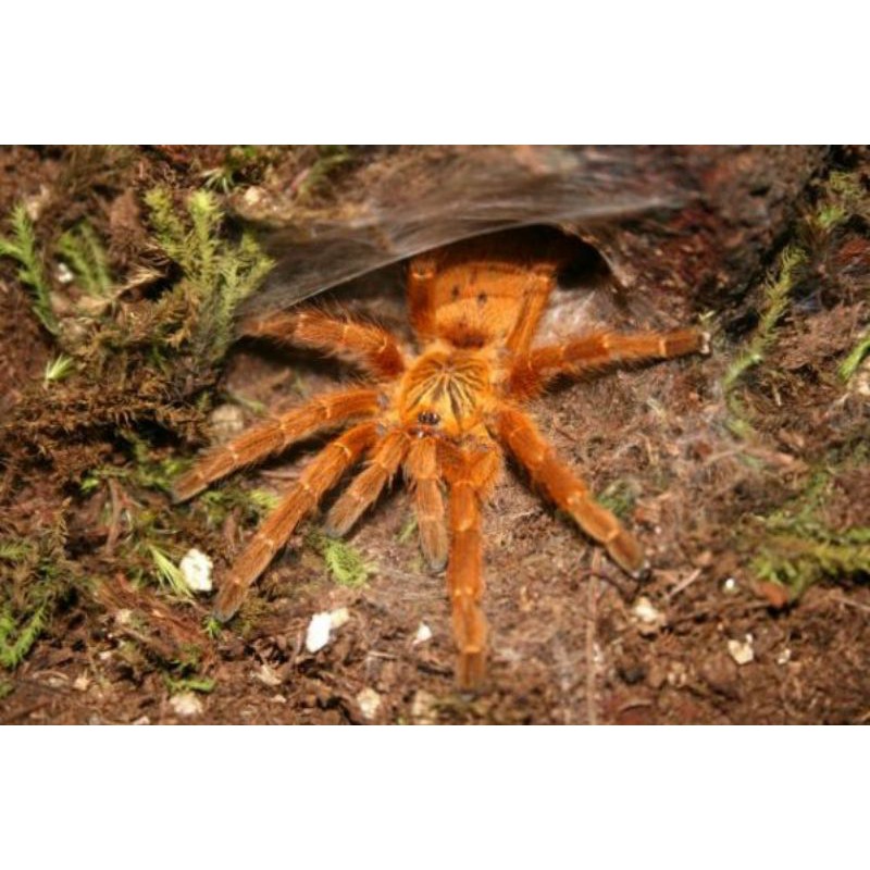 Orange Baboon Tarantula (Pterinochilus Murinus) || FREE TUBE || sling