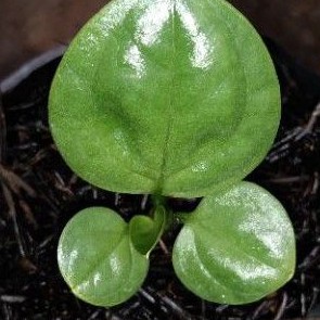 beby anturium mangkok hibryd