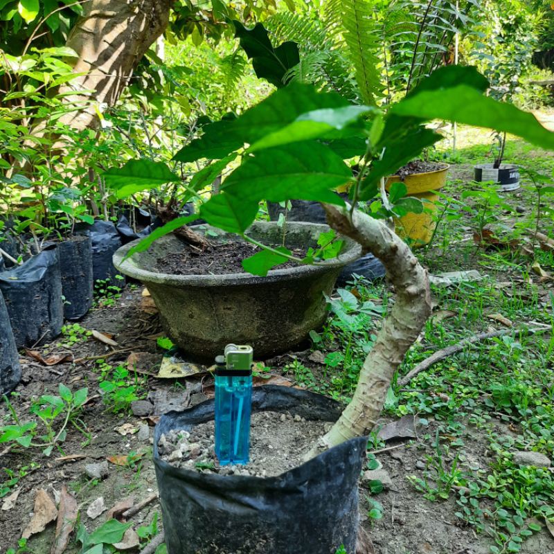 Bahan bonsai Serut streblus asper berkarakter meliuk