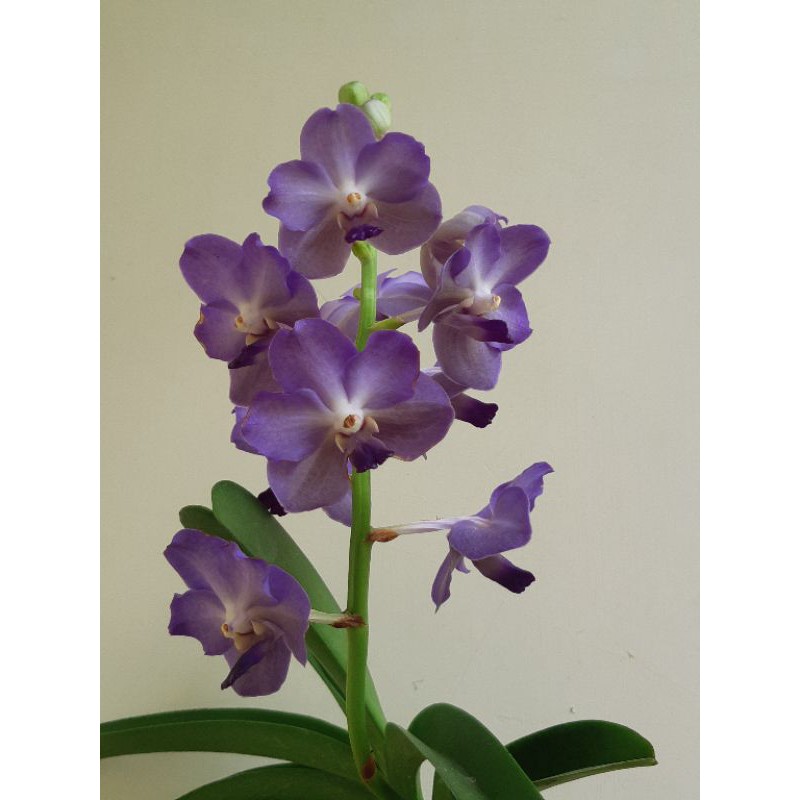 Anggrek Vanda
