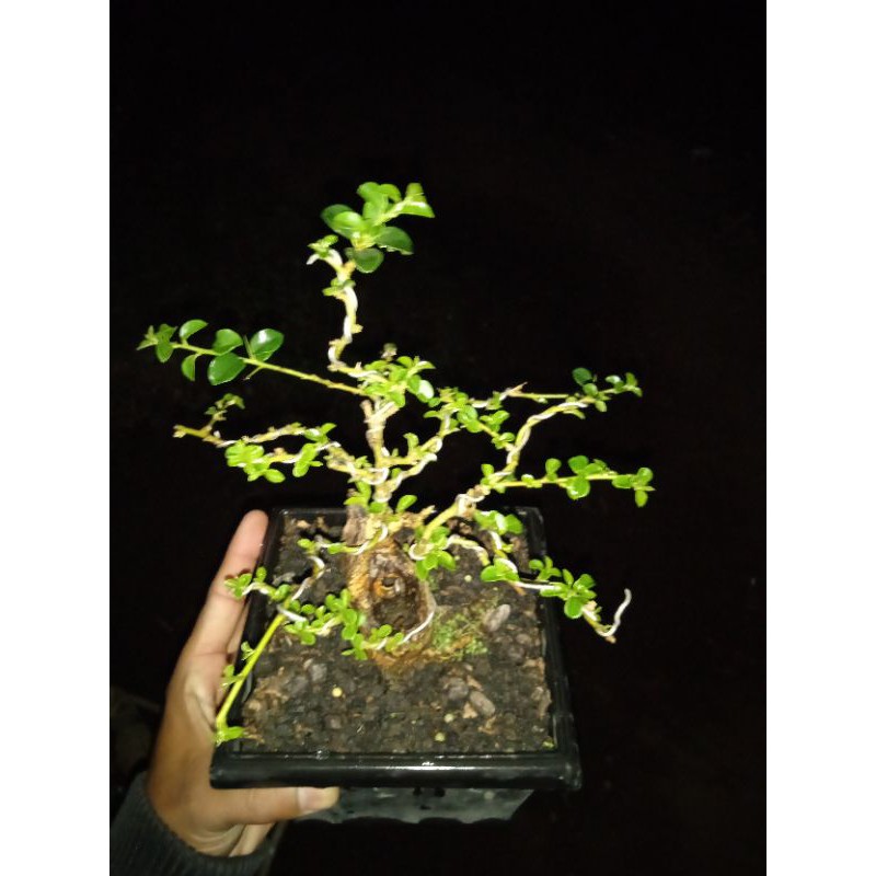 bonsai sisir/kaliage mame