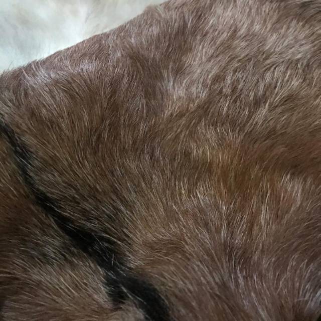 Kulit kambing bulu natural