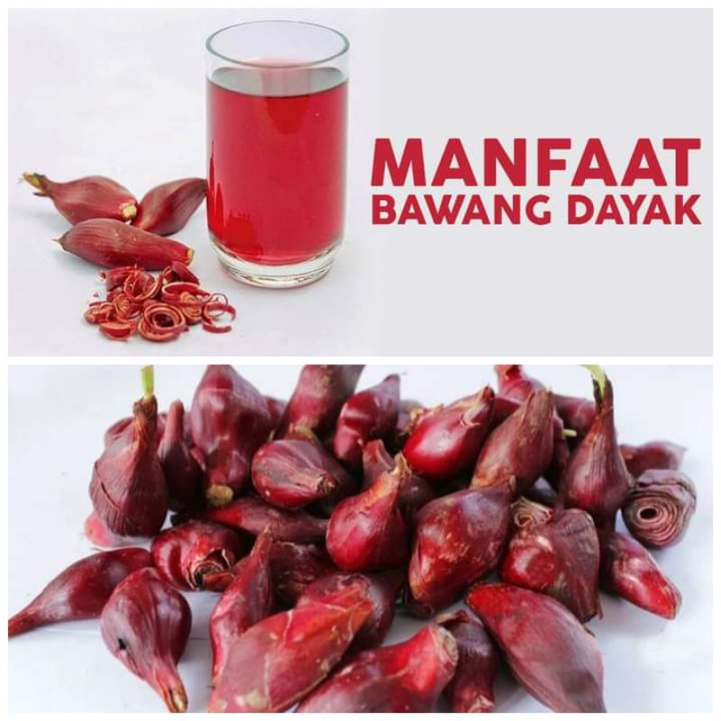 

Bawang Dayak 1 Kg / Rempah Herbal / Bawang Mentawai