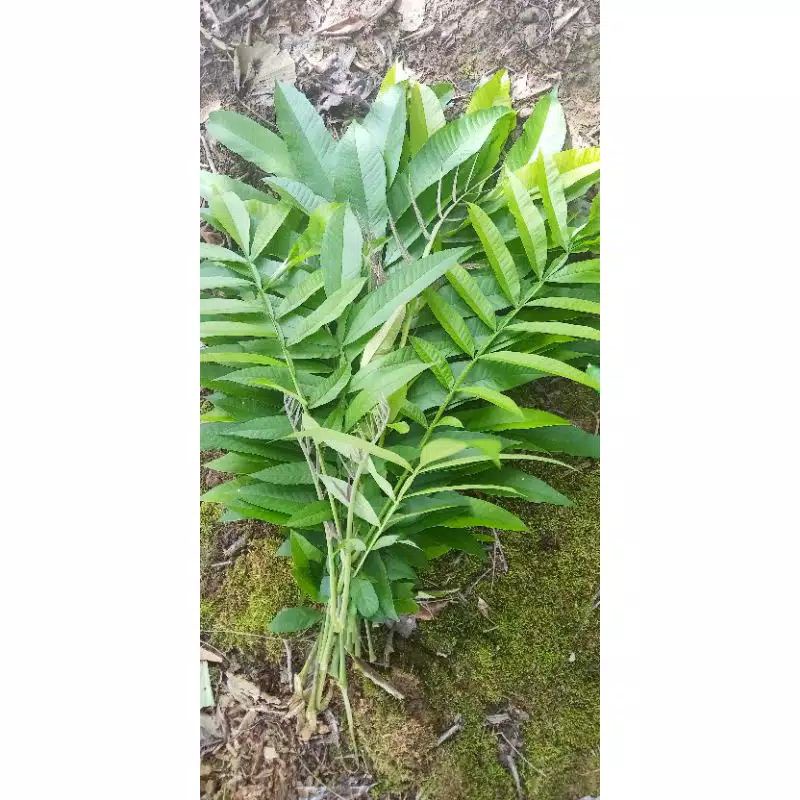 

Daun Sungkai ( Daun Penangkal virus )