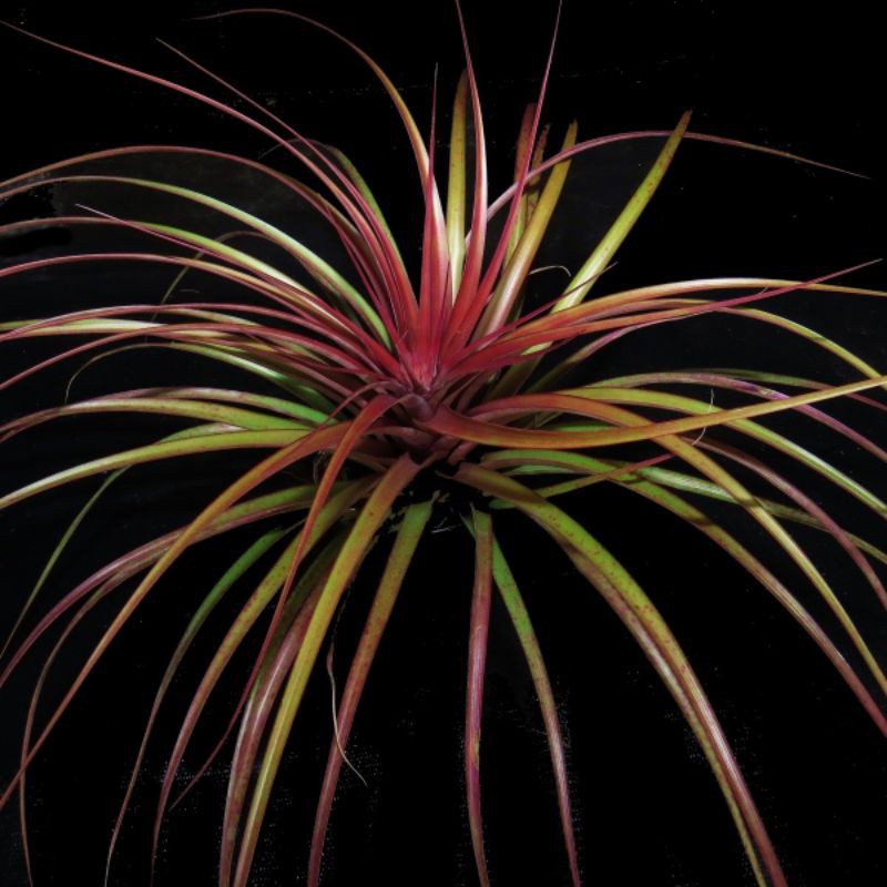 Tanaman Hias Tilandsia  Ionantha Capitata Maroon Good Quality Airplant Tanaman Hias Indoor Unik