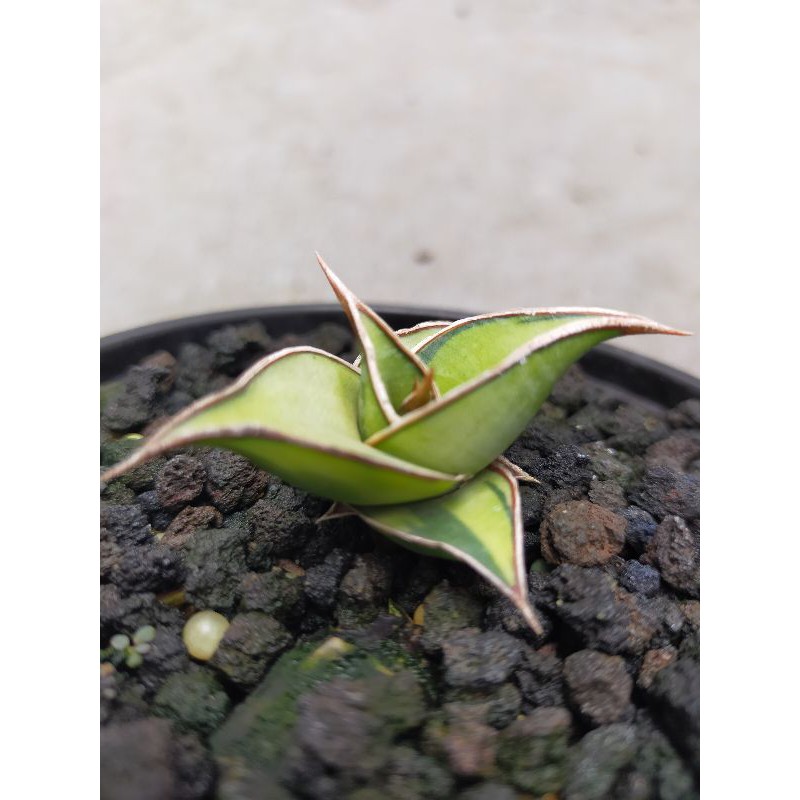 sanseviera pinguicula varigata