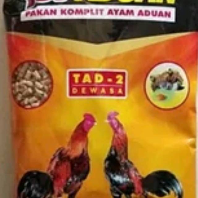 Pakan ayam aduan ayam bangkok top aduan