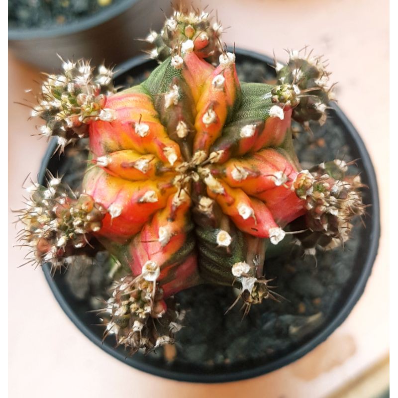 Kaktus Gymno Mihanovichi / Miha Thailand Variegata Indukan On Graft