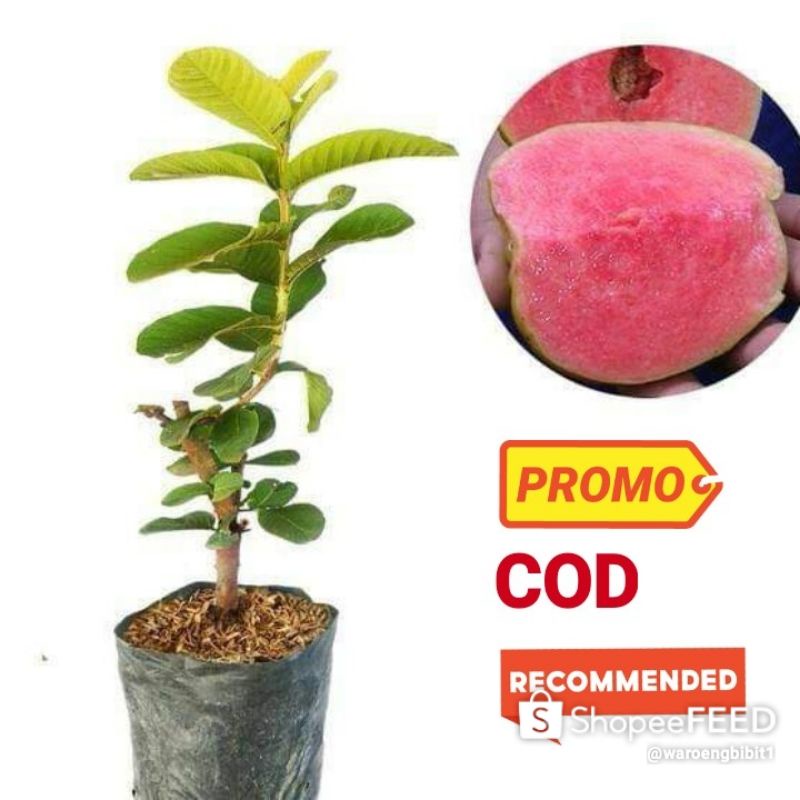 Jambu Kristal MERAH MADU.                                                                  (BISACOD)