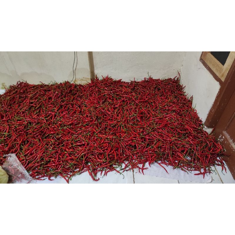 

Cabai merah keriting / cabe keriting
