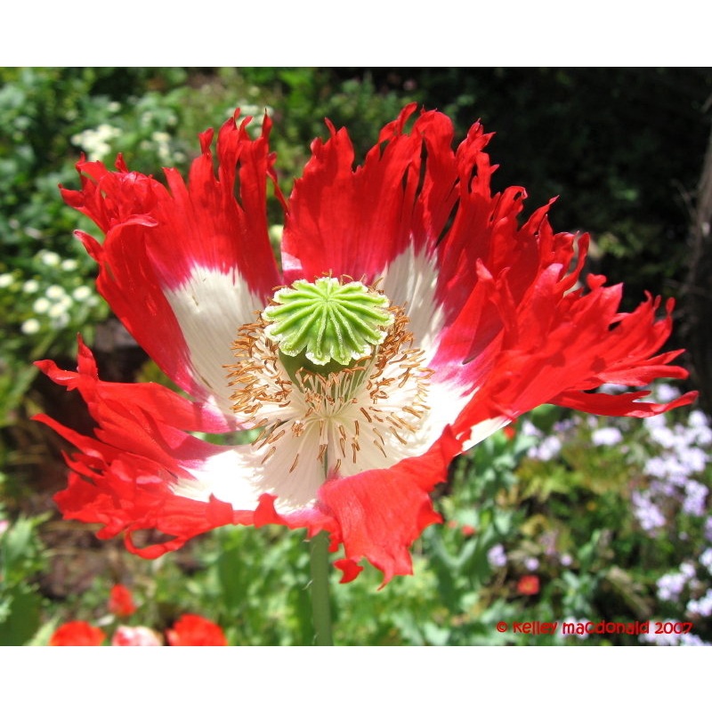 Benih Bibit Biji - Bunga Poppy Papaver Danish Dwarf Flower Seeds - IMPORT