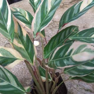 Tanaman hias calathea triostar multicolor meranti bali Tanaman hias calathea triostar multicolor meranti bali