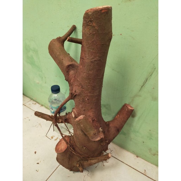 bahan bonsai dongkelan loa jumbo