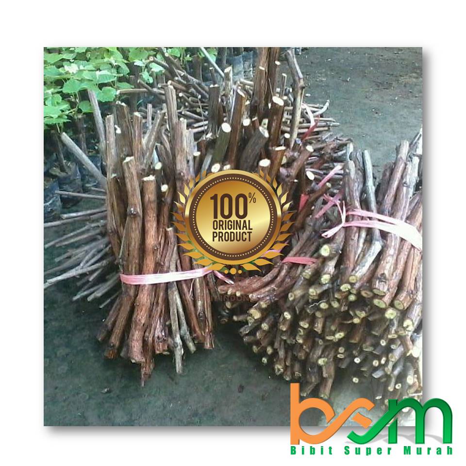 Stek Batang Anggur 20 Batang Diskon