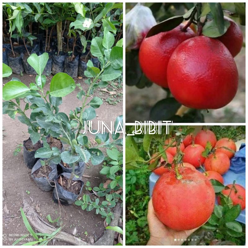 bibit buah jeruk bali merah terlaris