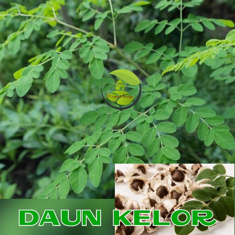 Benih Bibit Tanaman obat daun kelor/bibit daun kelor