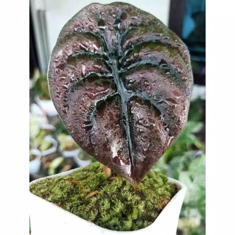 Alocasia Cuprea / Alokasia Cuprea / Alokasia Tengkorak