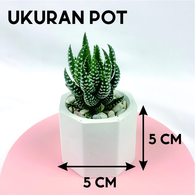 SUKULEN HEXAGON MINIMALIST (BISA BELI SATUAN) BAHAN POT GYPSUM DAN SEMEN PUTIH DIAMETER 5 CM Tanaman Hias Hidup