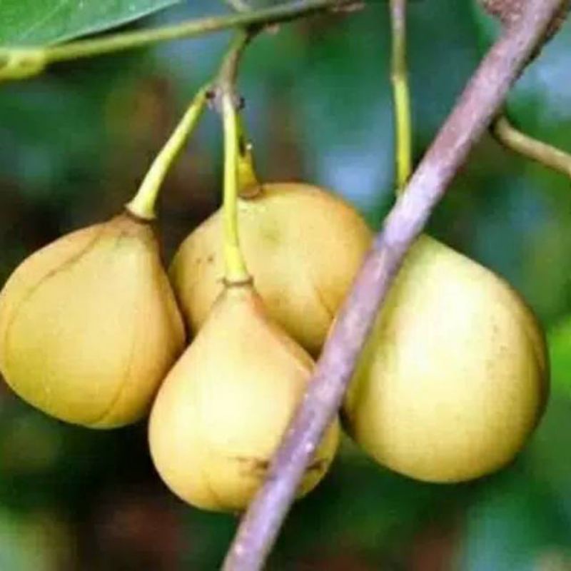 

Buah pala segar 500 gr langsung petik