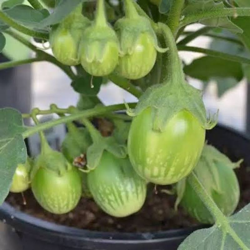 Bibit Sayur Terong Lalap Hijau Bulat Hibrida - Benih Sayuran