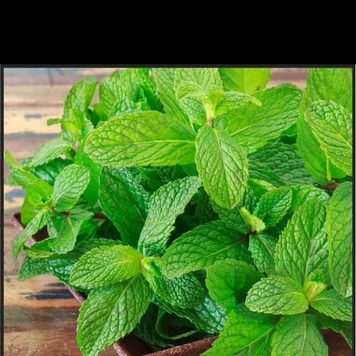 Tanaman hias daun mint / daun mint