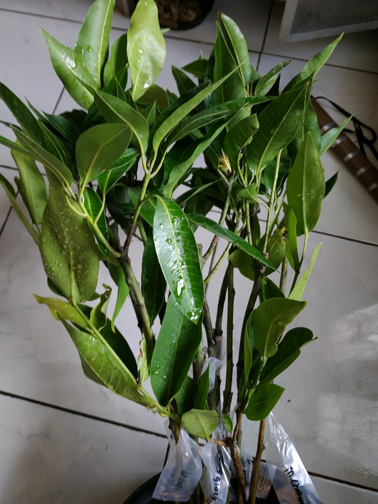 Bibit Jambu Black Diamond Supermurah