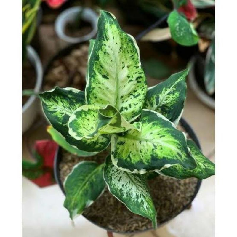 jual tanaman hias-aglonema sparkle-bibit tanaman-aglonema-tanaman hias