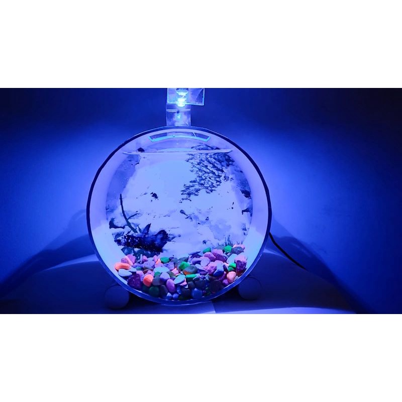 Aquarium mini / Aquarium cupang / Aquarium gantung diameter 6inch