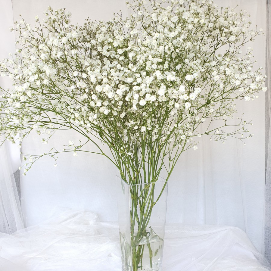 BabyBreath Fresh