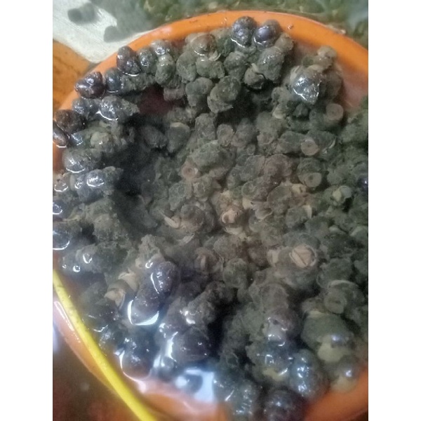 

Tutut Sawah, Keong Sawah Hidup & Segar