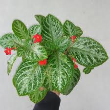 Tanaman gantung episcia cupreata/episcia bludru