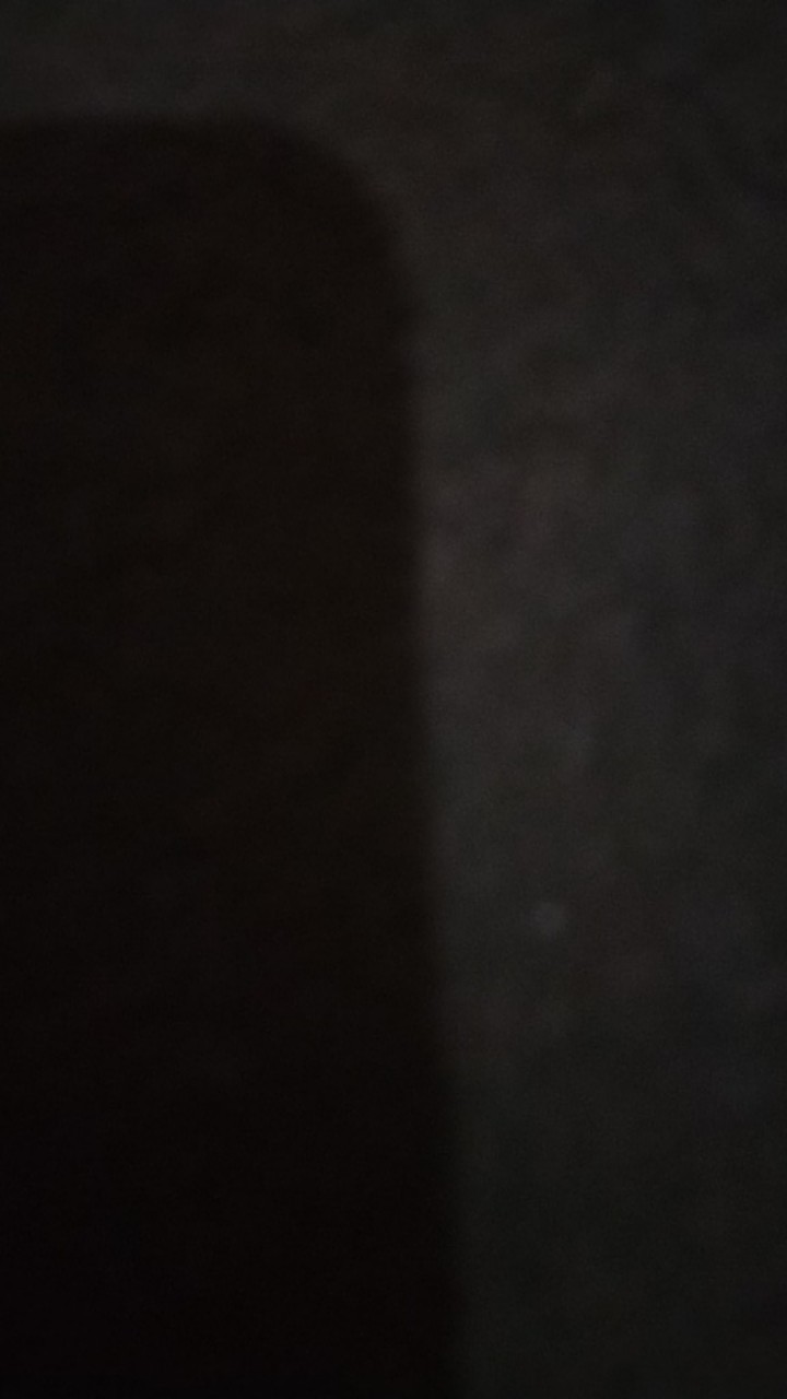 Bibit Tanaman Hias Kemboja Jepang Bunga Tumpuk /black White Stripe Dragon Rose