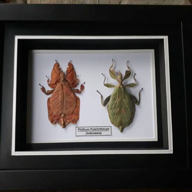 Hiasan dinding belalang daun