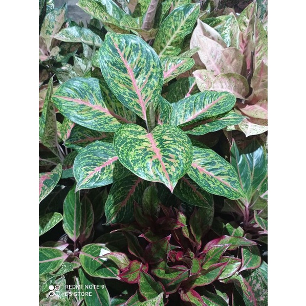 aglonema big papa rumpun