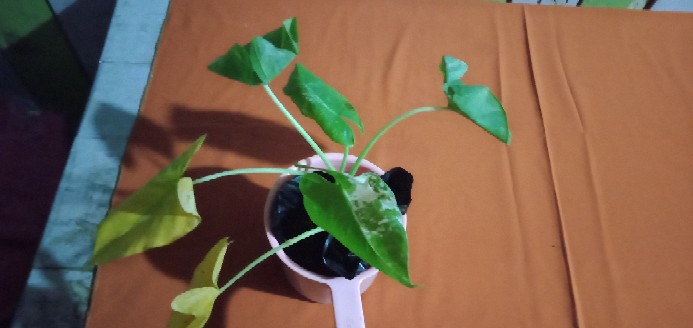 Tanaman Bunga Keladi Tikus Variegata