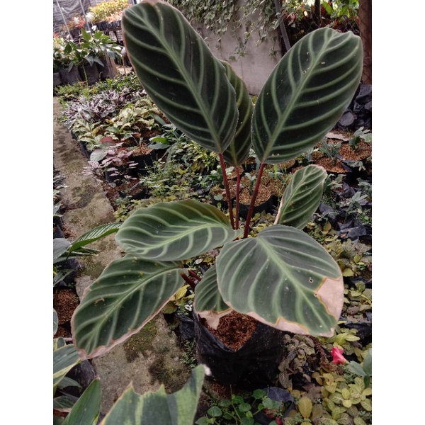calatea ecuadoriana jumbo