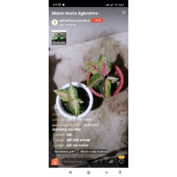 Aglonema Pink Sunset + Red Sunset