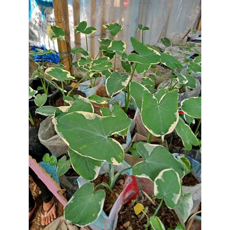 bibit tanaman hias keladi tikus/keladi kantong semar