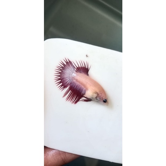 

Makanan Ikan (Acc)