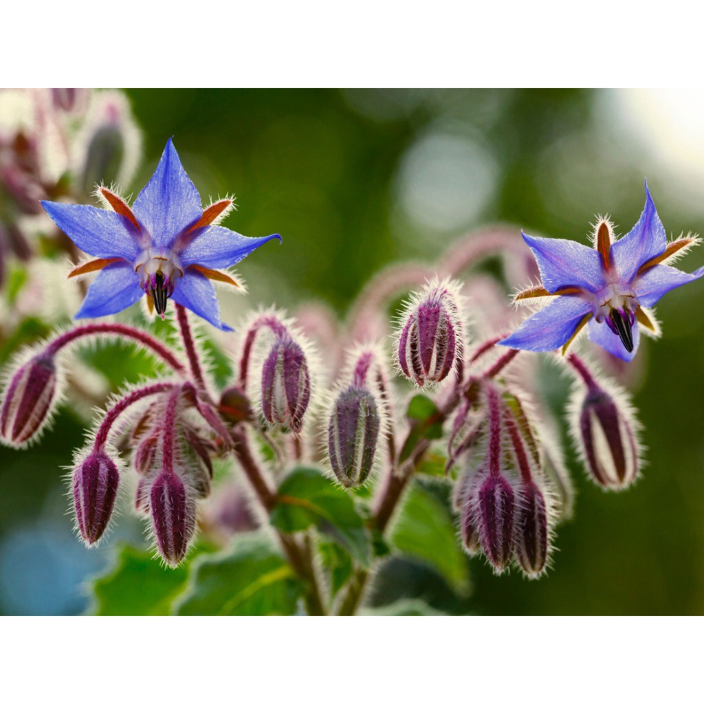 Benih Bibit Biji - Borage Edible Flower Herb Seeds - IMPORT